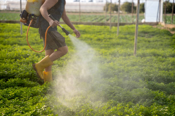 Best Pest Prevention Services  in Blue Ridge, GA