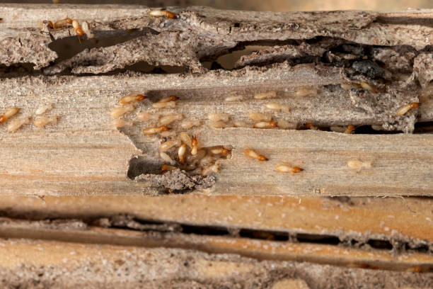 Best Pest Inspection Near Me  in Blue Ridge, GA