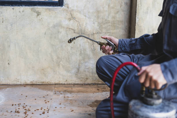Best Emergency Pest Control  in Blue Ridge, GA